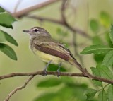 Mouse-colored Tyrannulet_1369.jpg