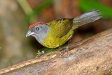 Olive Finch_3658.jpg