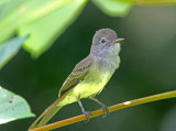 Panama Flycatcher_4253.jpg