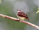 Piratic Flycatcher_4686.jpg