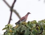 Plumbeous Pigeon_0433.jpg