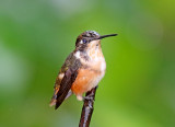 Purple-throated Woodstar - female_3158.jpg