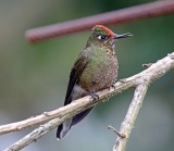 Rainbow-bearded Thornbill - female_2347.jpg