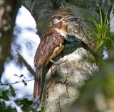 Russet-throated Puffbird_4466.jpg