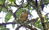Scaly-throated Foliage-gleaner_3833.jpg