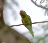 Scarlet-fronted Parakeet_1446.jpg