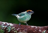 Scrub Tanager_1252.jpg