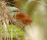 Sharpes Wren_3016.jpg