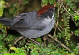 Slaty Brushfinch_0726.jpg