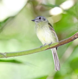 Slaty-capped Flycatcher_3913.jpg