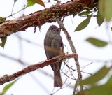 Smoke-colored Pewee_3559.jpg