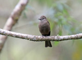 Smoky Bush-Tyrant_1832.jpg
