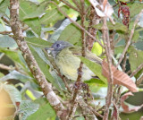 Streak-necked Flycatcher_2968.jpg