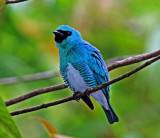 Swallow Tanager - male_4124.jpg