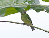 Swallow Tanager - female_4131.jpg