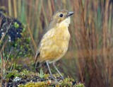 Tawny Antpitta_2069.jpg