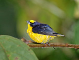 Thick-billed Euphonia - male_4697.jpg