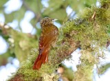 Wedge-billed Woodcreeper_3849.jpg