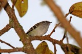 White-banded Tyrannulet_2488.jpg