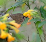 White-sided Flowerpiercer - female_1601.jpg