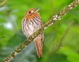 White-whiskered Puffbird_4709.jpg