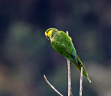 Yellow-eared Parrot_1224.jpg