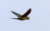 Yellow-eared Parrot_1227.jpg