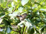 Blue-winged Minla_4867.jpg
