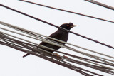 Crested Myna_5415.jpg