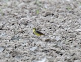 Eastern Yellow Wagtail_5455.jpg