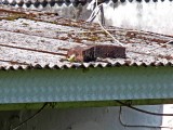Gray Wagtail_4888.jpg