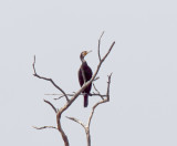 Great Cormorant - adult non-breeding_5207.jpg