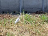 Medium Egret_5060.jpg