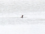 Little Grebe_5327.jpg