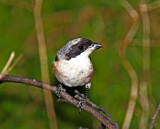 Long-tailed Shrike_5554.jpg