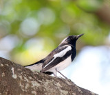 Oriental Magpie Robin - male_5157.jpg