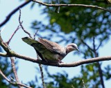 Spotted Dove_5180.jpg