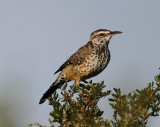 Cactus Wren - adult_5955.jpg