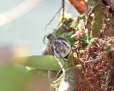 Gray-mantled Wren_6926.jpg