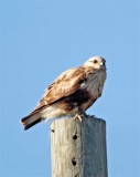 Rough-legged Hawk - juvenile_6466.jpg
