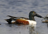 Northern Shoveler - male breeding_6193.jpg