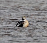 Stellers Eider - male breeding_4872.jpg