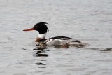 Red-brested Merganser - male_4114.jpg