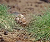 Burrowing Owl_5798.jpg