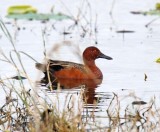 Cinnamon Teal - male_5760.jpg
