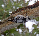 Ladder-backed Woodpecker - hybrid_5850.jpg