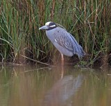Yellow-crowned Night-Heron_5958.jpg
