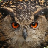 Oehoe - Eurasian Eagle Owl - Bubo bubo