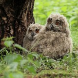 Oehoe - Eurasian Eagle Owl - Bubo bubo