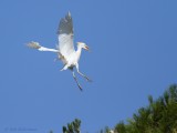 Koereiger - Cattle Egret